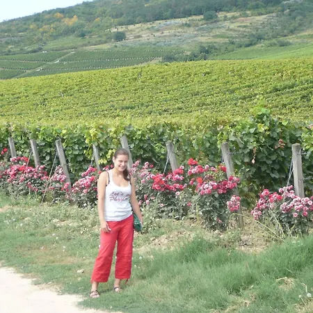 Bed & Breakfast Torkolat Panzio